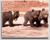 Braunbären-Nachwuchs im Wildparadies Tripsdrill