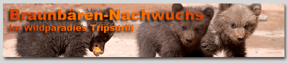 Braunb&auml;ren - Nachwuchs im Wildparadies Tripsdrill