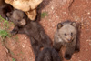 Braunb&auml;rennachwuchs im Wildparadies Tripsdrill