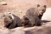 Braunb&auml;rennachwuchs im Wildparadies Tripsdrill