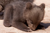 Braunb&auml;rennachwuchs im Wildparadies Tripsdrill